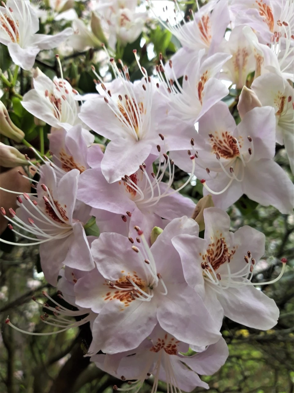 R. yunnanense 'Openwood' AGM